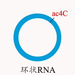 ac4C 環狀RNA測序