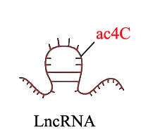 ac4C LncRNA测序