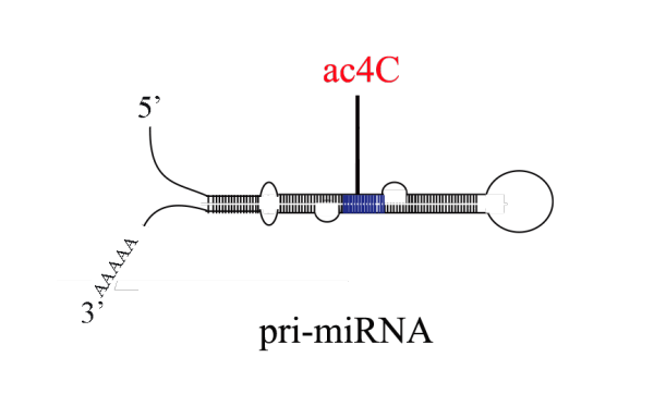 ac4C pri-miRNA测序