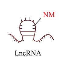 LncRNA  2'-O-甲基化測序