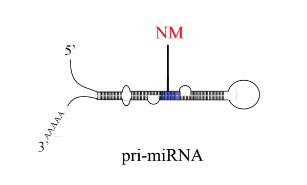pri-miRNA  2'-O-甲基化测序