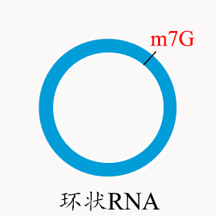 m7G环状RNA测序