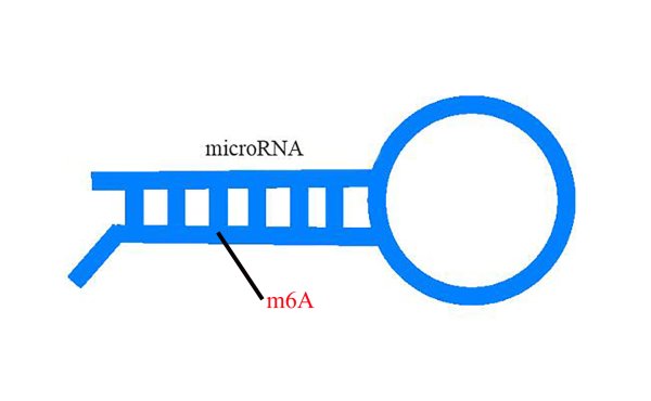 m6A microRNA甲基化測序