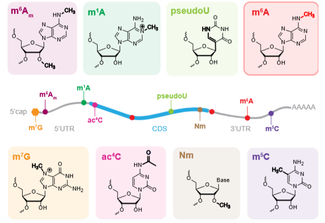 新型RNA修饰m1A&m7G齐登nature子刊
