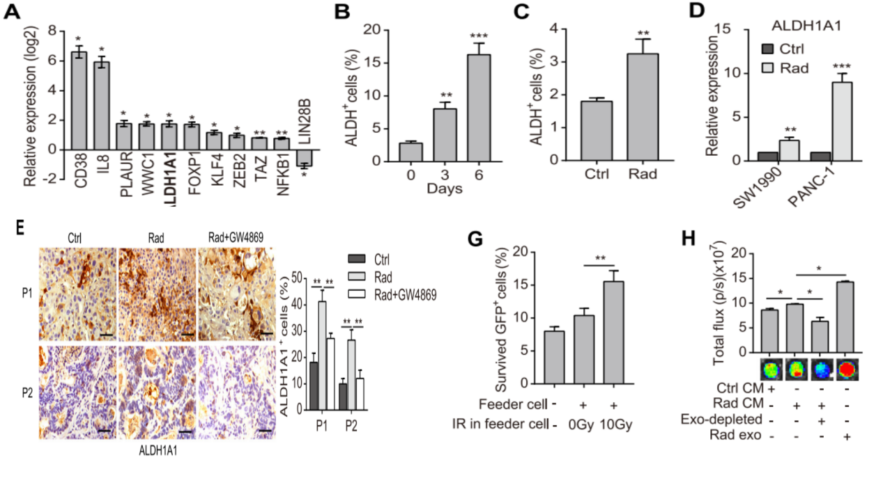 垂死的肿 瘤细胞释放外泌体增强了ALDH1A1 + TRC的存活