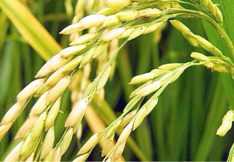 有機大米的種植 有機大米的種植