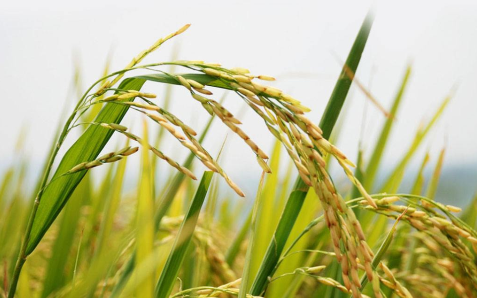 吉地嘉禾有機大米 吉地嘉禾有機大米