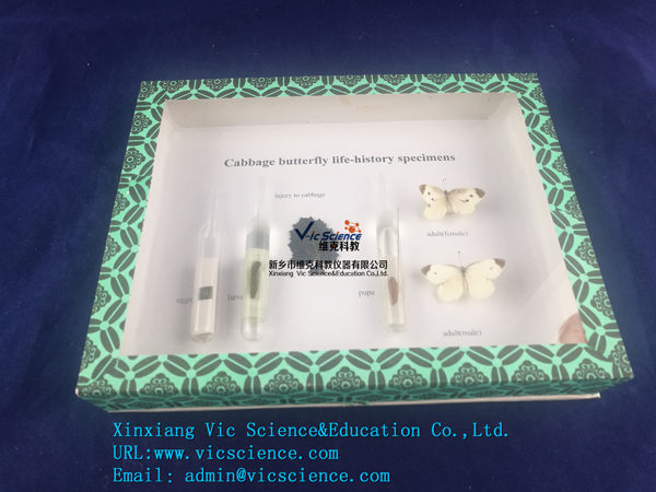 臘葉標(biāo)本廠家