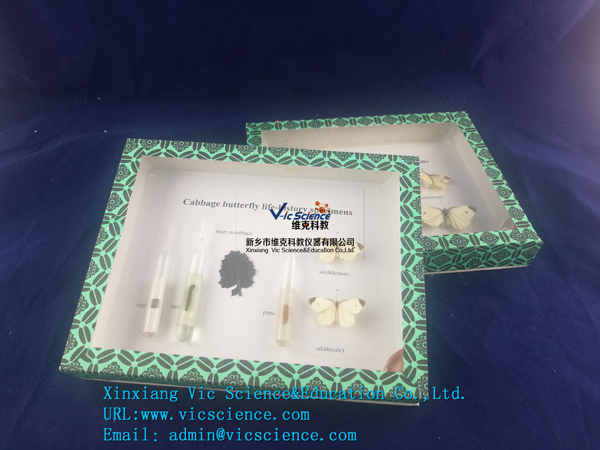 臘葉標(biāo)本廠家