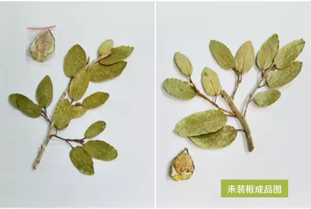 臘葉標本 臘葉標本