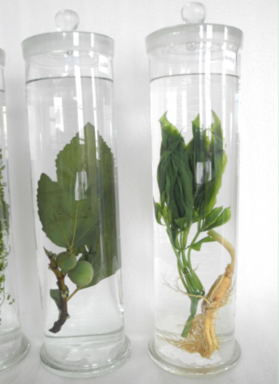 浸制標(biāo)本 浸制標(biāo)本