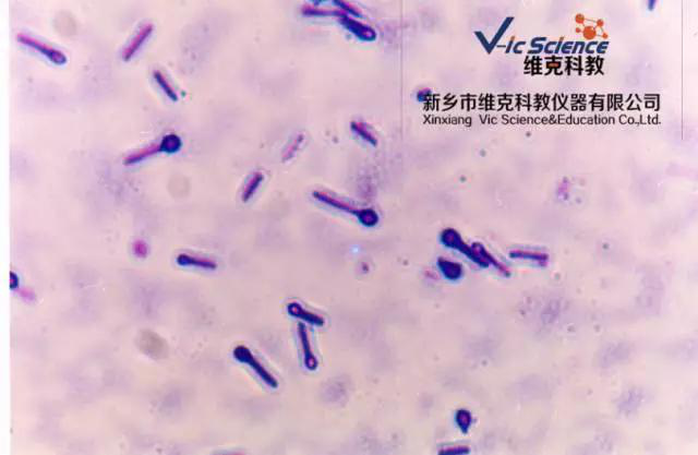 維克科教 維克科教