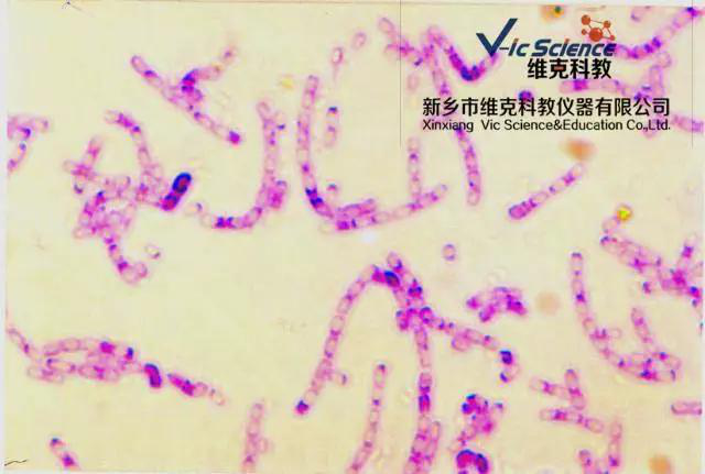 維克科教 維克科教