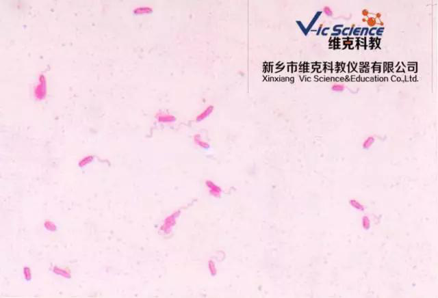 維克科教 維克科教