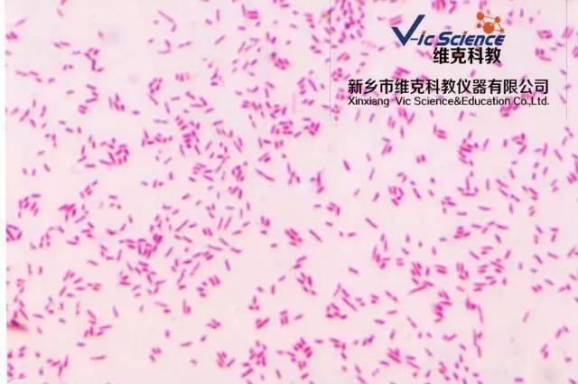 維克科教 維克科教