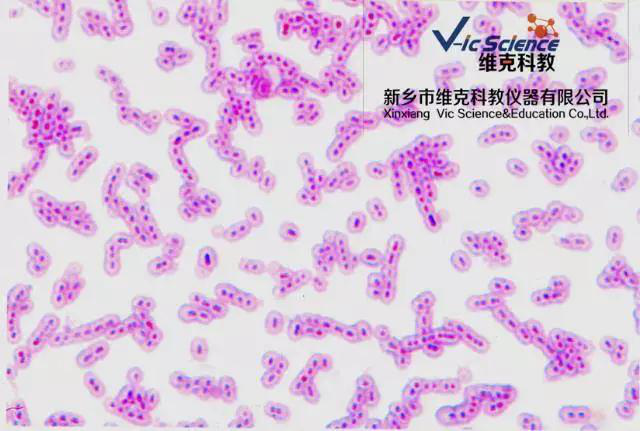 維克科教 維克科教