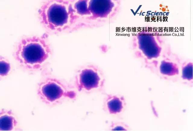 維克科教 維克科教