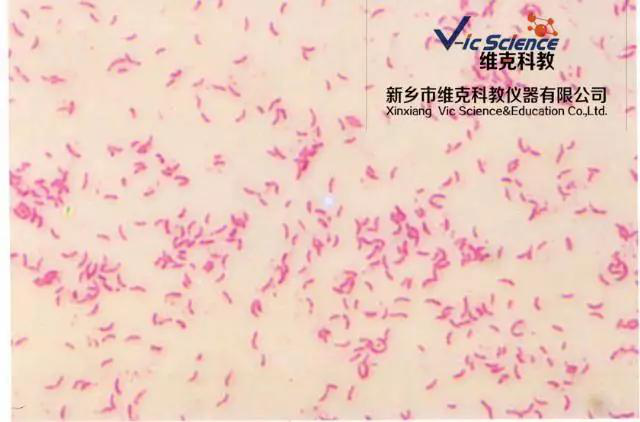 維克科教 維克科教