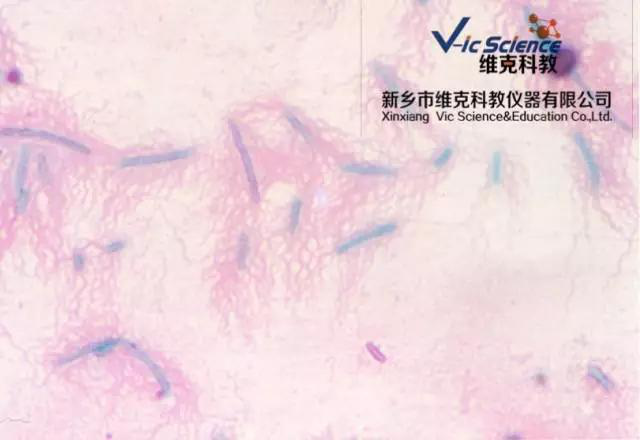 維克科教 維克科教