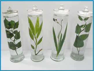 浸制標本 浸制標本