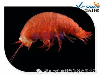 動(dòng)物標(biāo)本定制廠家 動(dòng)物標(biāo)本定制廠家