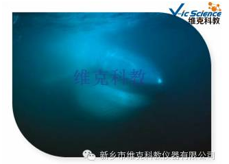 維克科教標(biāo)本切片 維克科教標(biāo)本切片