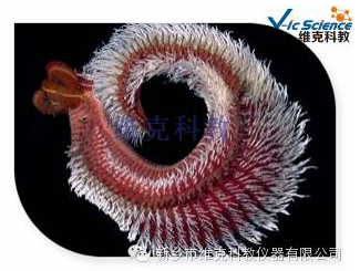 定制標(biāo)本廠家