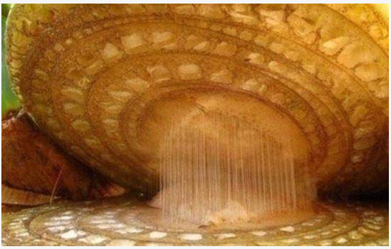 香蕉玻片 香蕉玻片