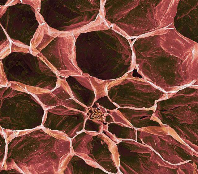 西紅柿玻片 西紅柿玻片