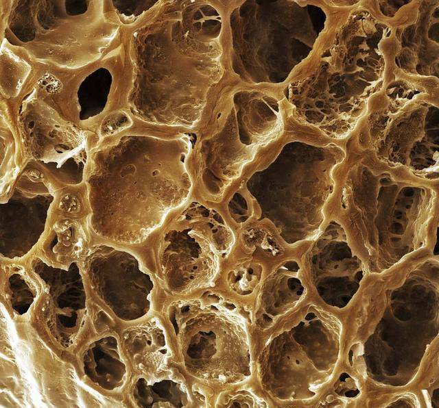 咖啡豆玻片 咖啡豆玻片