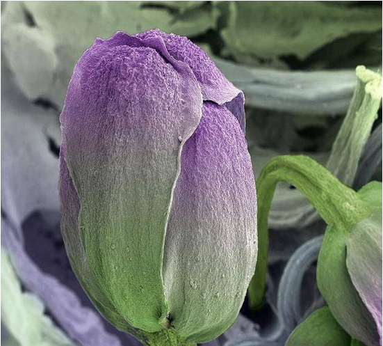 西藍花玻片 西藍花玻片