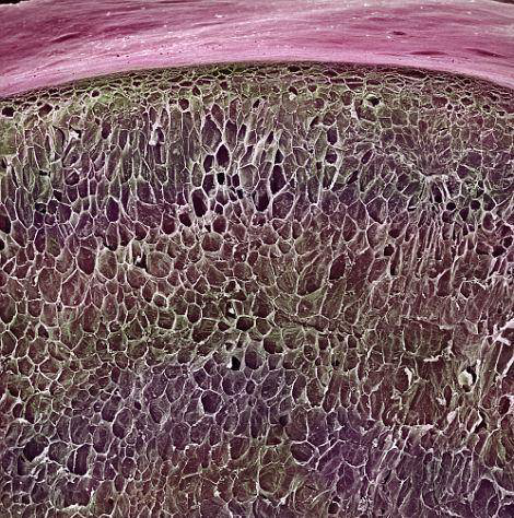 顯微鏡下的紫葡萄 顯微鏡下的紫葡萄