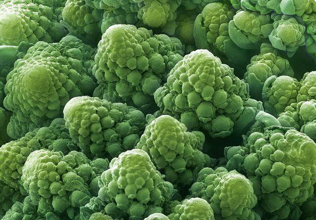 顯微鏡下的菜花 顯微鏡下的菜花