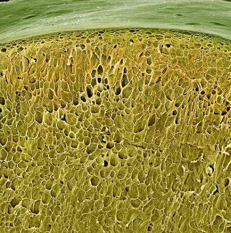 顯微鏡下的白葡萄 顯微鏡下的白葡萄