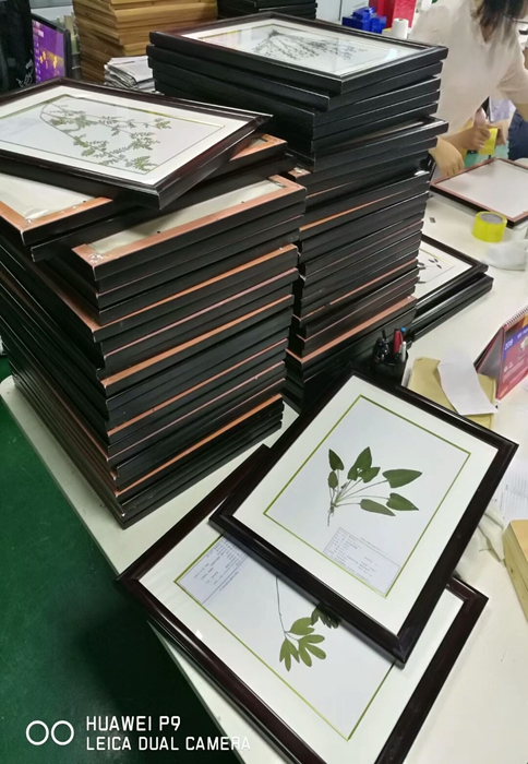 組胚病理切片 組胚病理切片