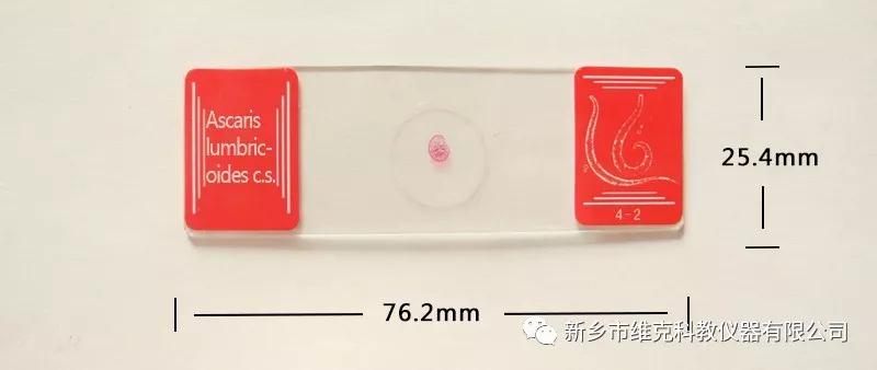 生物玻片 生物玻片