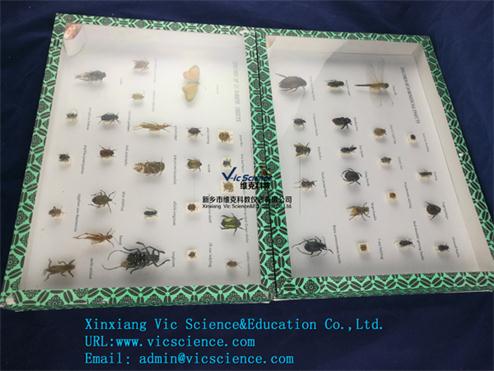昆蟲標(biāo)本