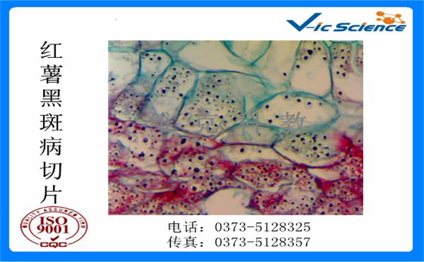 組織切片 組織切片