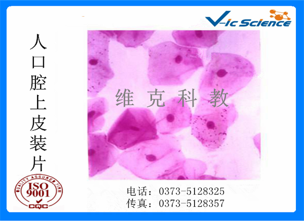 組織病理玻片 組織病理玻片