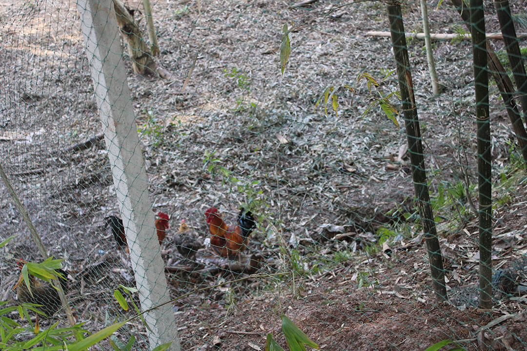 鑫川電土雞 鑫川電土雞