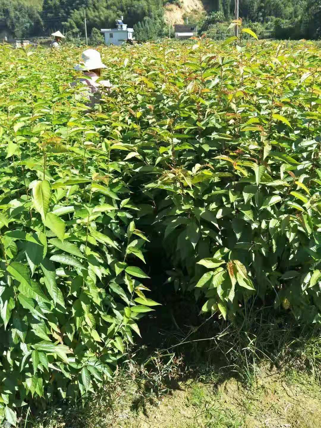 台湾牡丹樱,中国红樱花,山樱花,红粉才子,台北樱,台北华绿园苗木有限