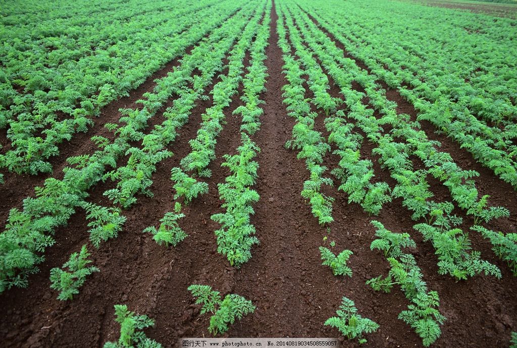 青藍化工水溶肥