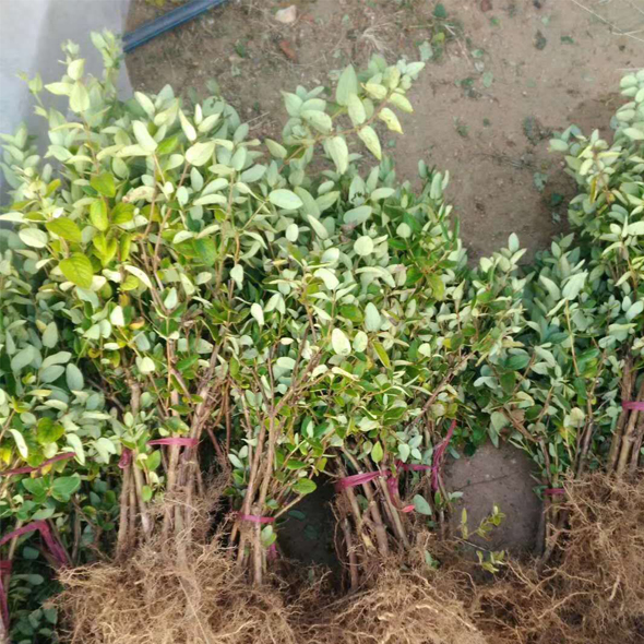金银花苗 金银花苗