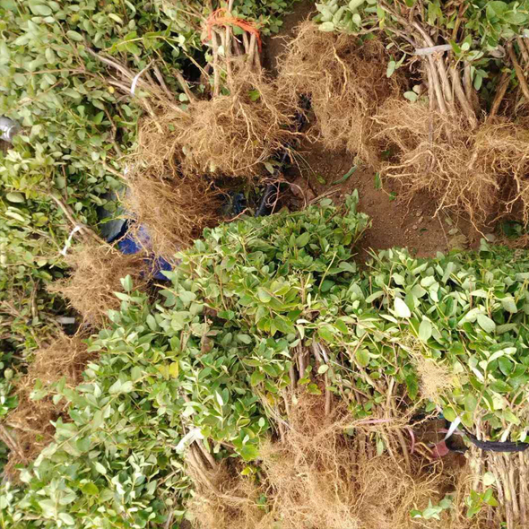 金银花苗 金银花苗