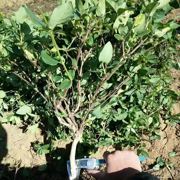 金银花苗 金银花苗