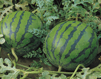 “原子力”是一種聚醚改性的三硅氧烷，是具有超級擴展?jié)櫇B能力的農用有機硅表面活性劑