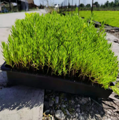 綠化佛甲針葉草-四川雨禾源綠建科技有限公司
