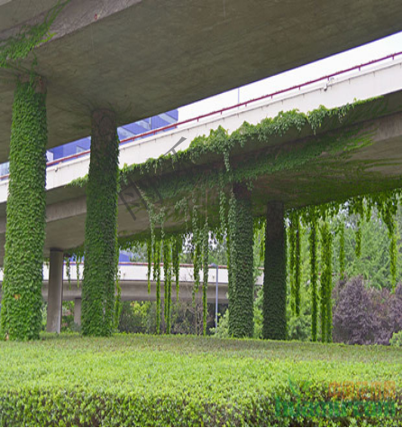 橋架綠化-四川雨禾源綠建科技有限公司