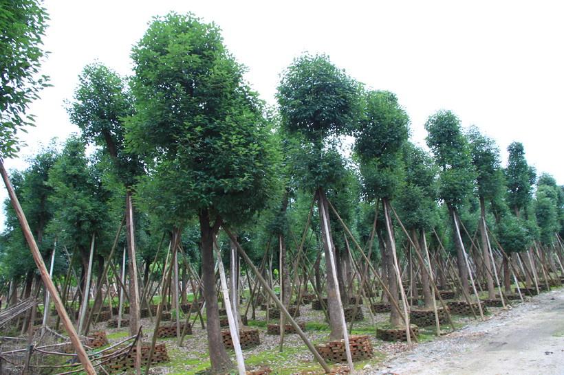 香樟树 香樟树