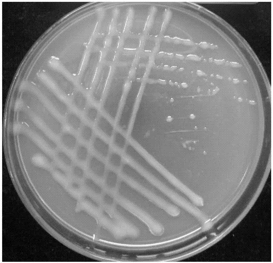褐球固氮菌显微镜图片图片